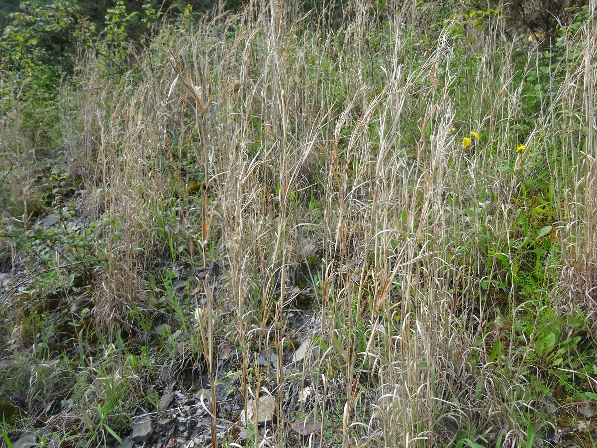 Hyparrhenia hirta (Poaceae)